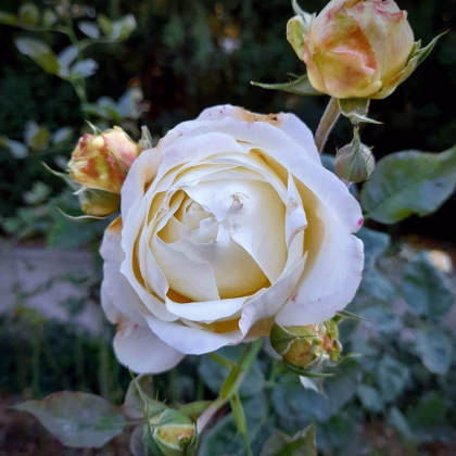 Růže velkokvětá keřová - Fragrant Chopin - Rosa - prodej prostokořenných sazenic - 1 ks