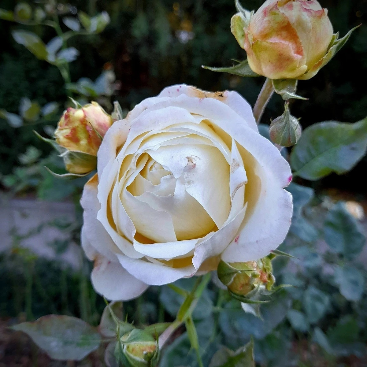 Růže velkokvětá keřová - Fragrant Chopin - Rosa - prodej prostokořenných sazenic - 1 ks