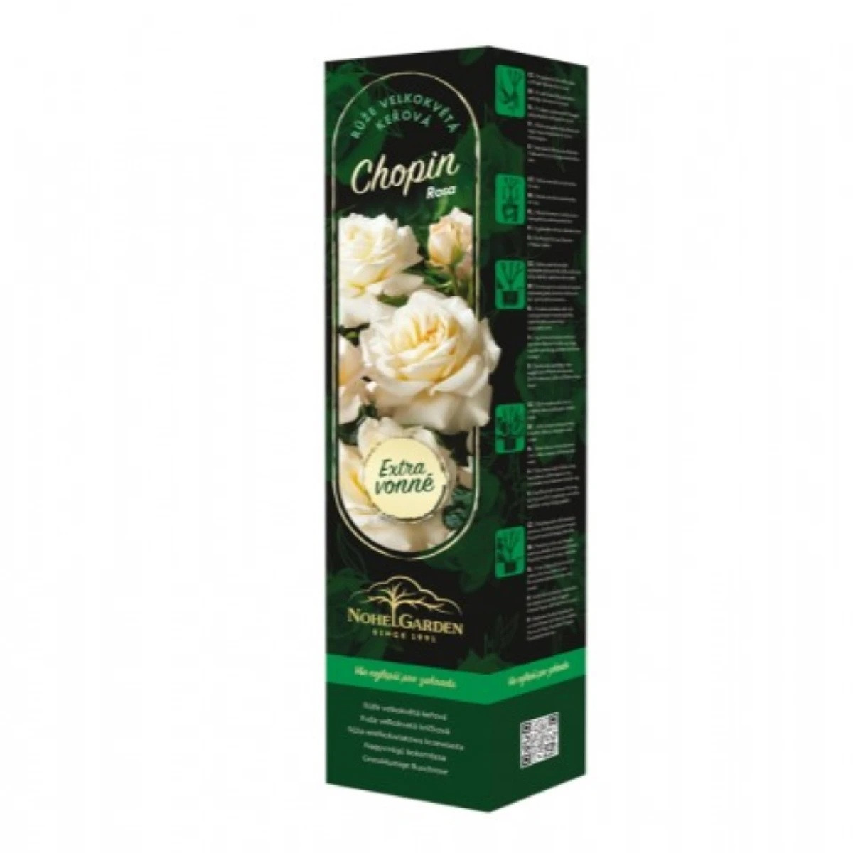 Růže velkokvětá keřová - Fragrant Chopin - Rosa - prodej prostokořenných sazenic - 1 ks