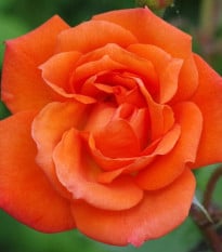 Růže velkokvětá keřová - Fragrant Doris Tysterman - Rosa - prodej prostokořenných sazenic - 1 ks