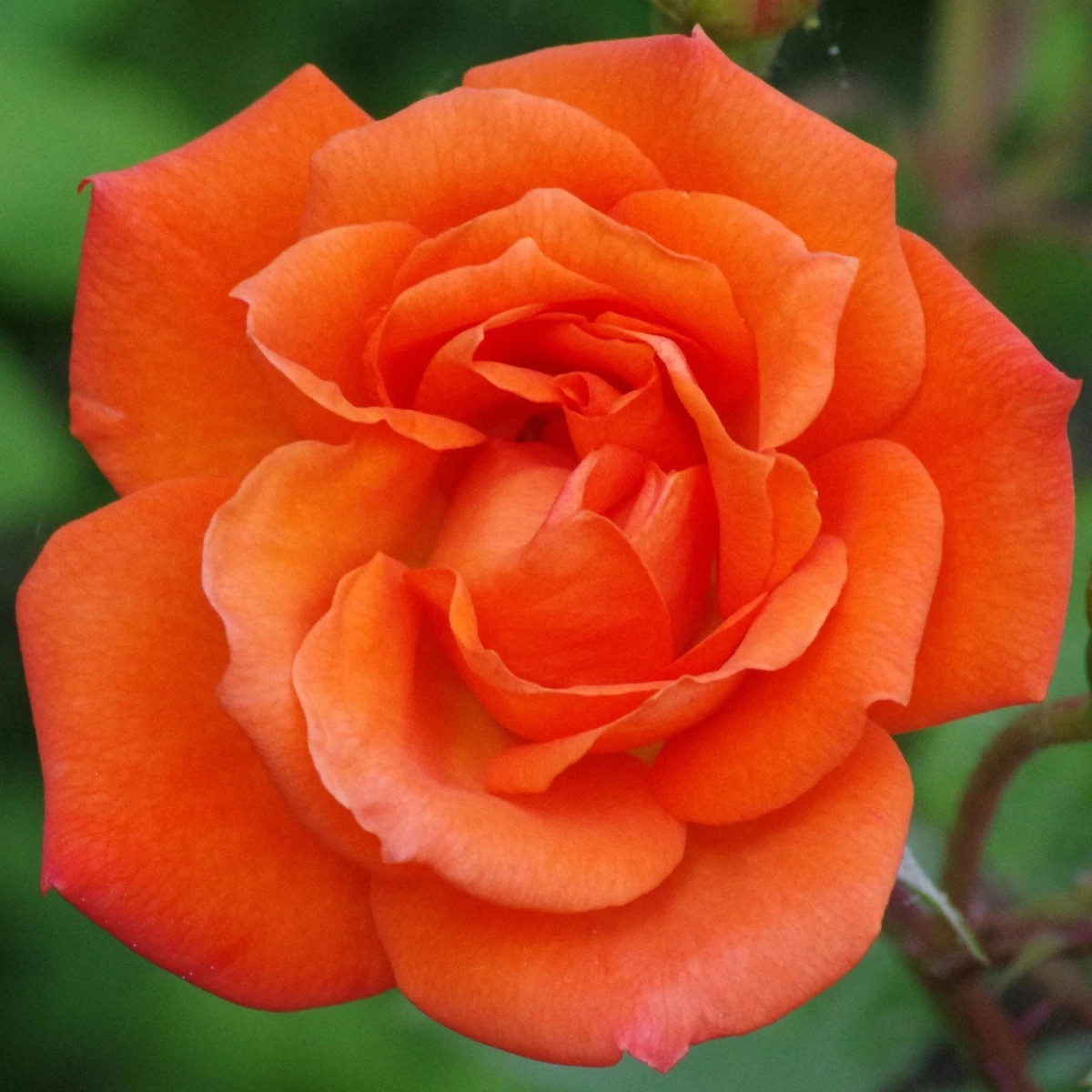 Růže velkokvětá keřová - Fragrant Doris Tysterman - Rosa - prodej prostokořenných sazenic - 1 ks