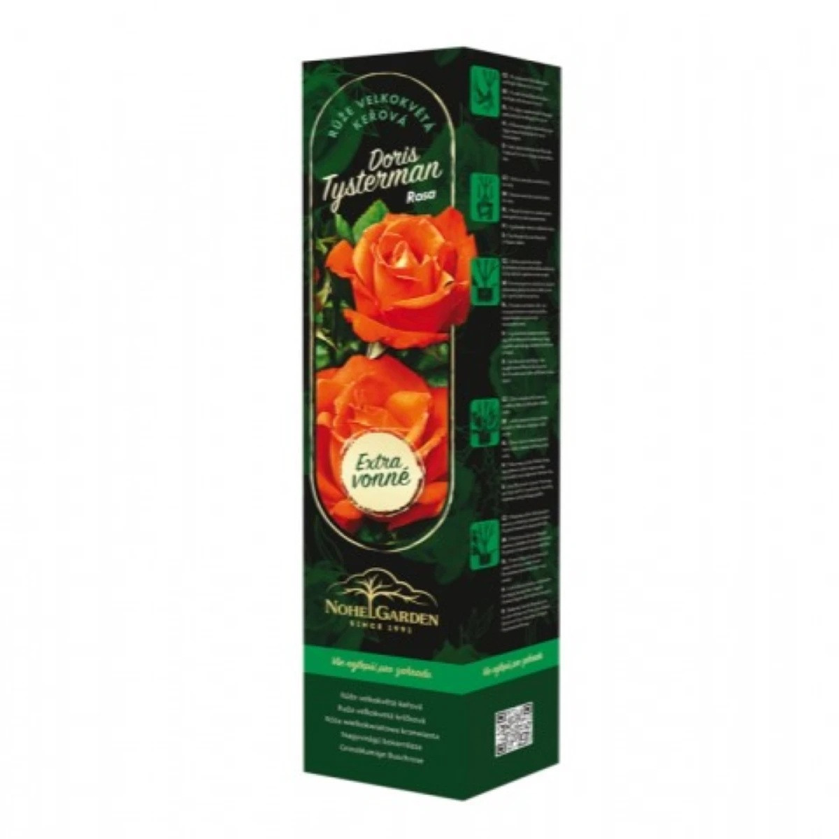 Růže velkokvětá keřová - Fragrant Doris Tysterman – Rosa – prodej sazenic růží