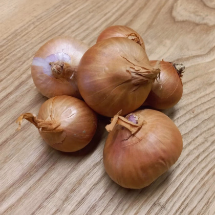 BIO Cibule šalotka Biztro - Allium cepa - prodej bio cibulek - 150 g