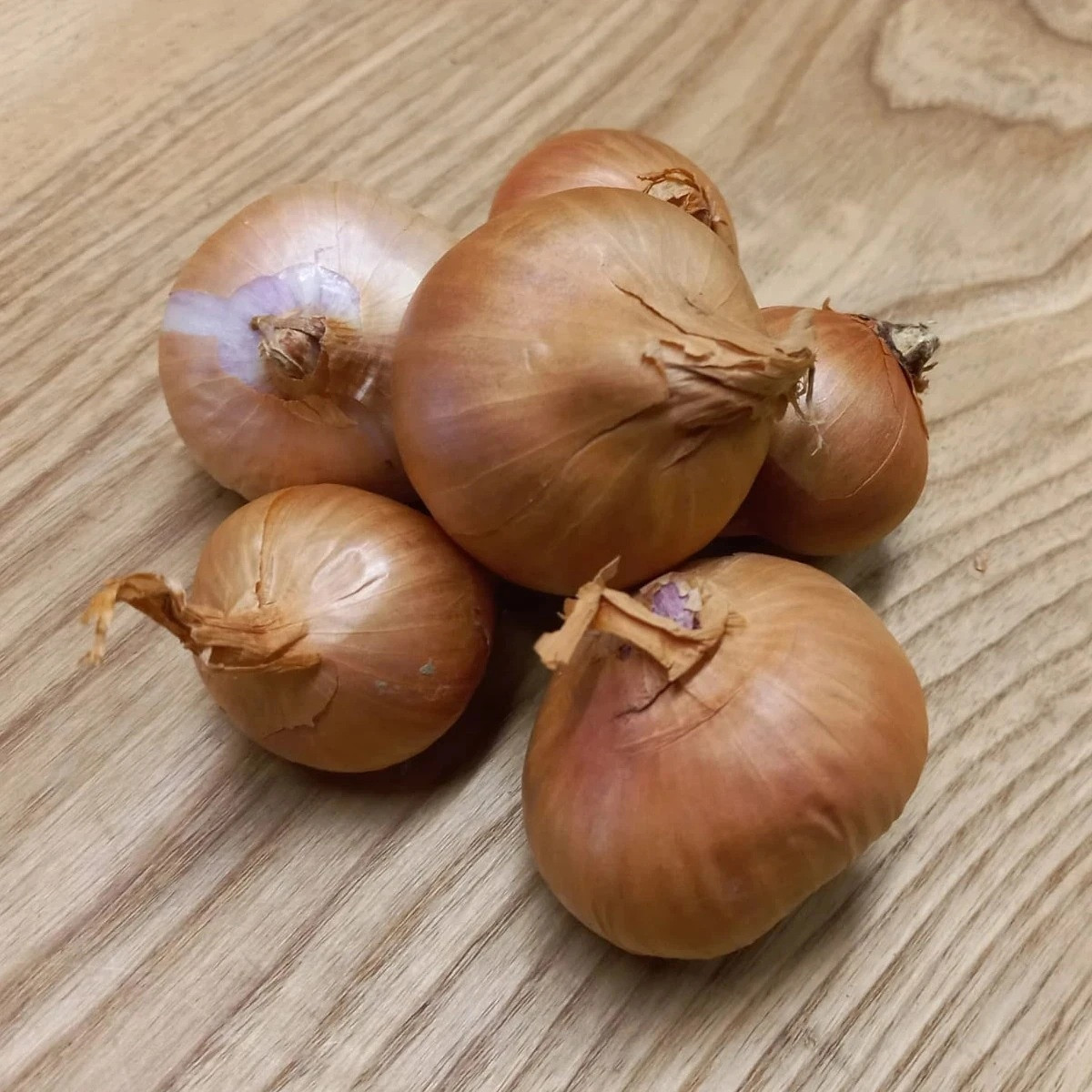 BIO Cibule šalotka Biztro - Allium cepa - prodej bio cibulek - 150 g