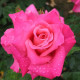 Růže velkokvětá keřová - Fragrant Criterion - Rosa - prostokořenné sazenice - 1 ks