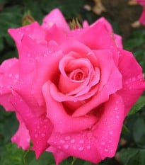 Růže velkokvětá keřová - Fragrant Criterion - Rosa - prostokořenné sazenice - 1 ks