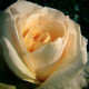 Růže velkokvětá keřová - Fragrant Casanova - Rosa - prostokořenné sazenice - 1 ks