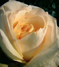 Růže velkokvětá keřová - Fragrant Casanova - Rosa - prostokořenné sazenice - 1 ks