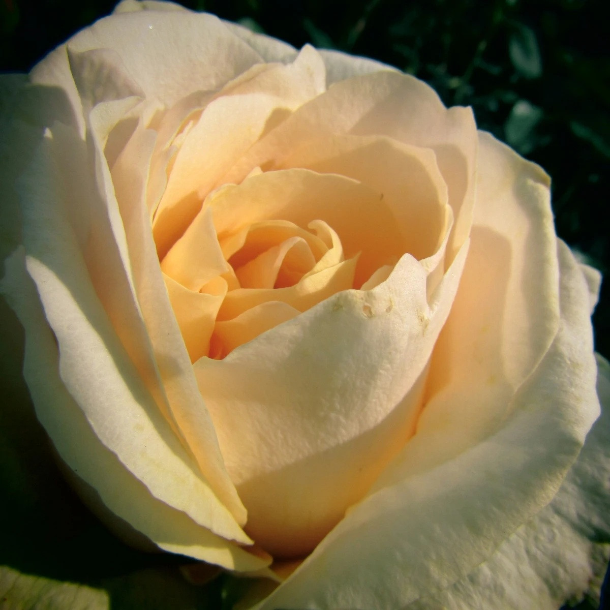 Růže velkokvětá keřová - Fragrant Casanova - Rosa - prostokořenné sazenice - 1 ks