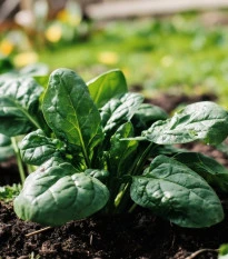 Špenát Fagot F1- Spinacia oleracea - prodej semen - 200 ks