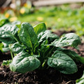 Špenát Fagot F1- Spinacia oleracea - prodej semen - 200 ks