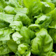 Špenát setý Matador - Spinacia oleracea - prodej semen - 60 ks