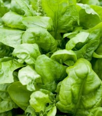 Špenát setý Matador - Spinacia oleracea - prodej semen - 60 ks