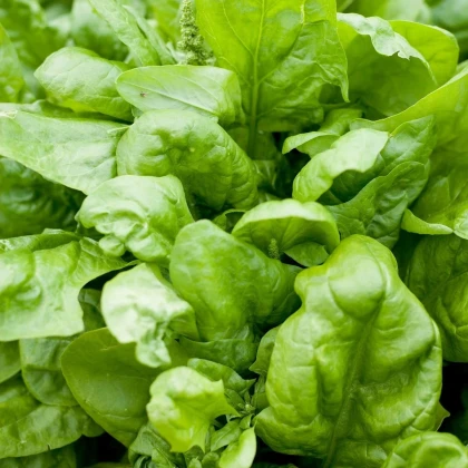 Špenát setý Matador - Spinacia oleracea - prodej semen - 60 ks