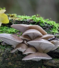 Hlíva ústřičná - zrnitá sadba - Pleurotus ostreatus - sadba - prodej - 500 ml