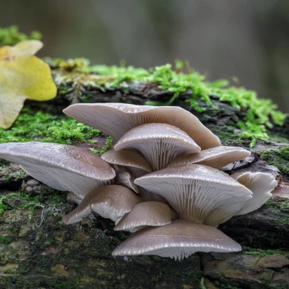 Hlíva ústřičná - zrnitá sadba - Pleurotus ostreatus - sadba - prodej - 500 ml