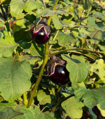 BIO Lilek Bambino - Solanum melongena - prodej bio semen - 15 ks