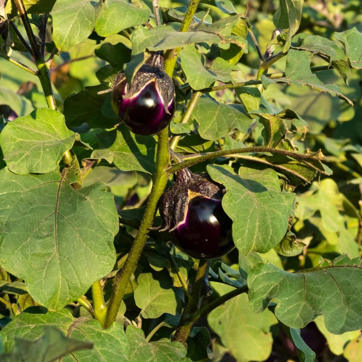 BIO Lilek Bambino - Solanum melongena - prodej bio semen - 15 ks