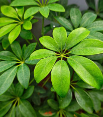 Šeflera prstovitá - Schefflera digitata - prodej semen - 6 ks
