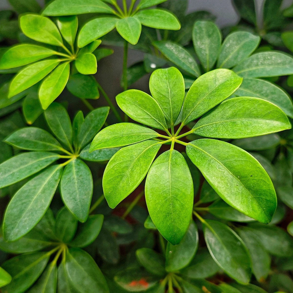 Šeflera prstovitá - Schefflera digitata - prodej semen - 6 ks