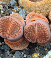 Lithops euniceae Fluminalis - prodej semen - 5 ks