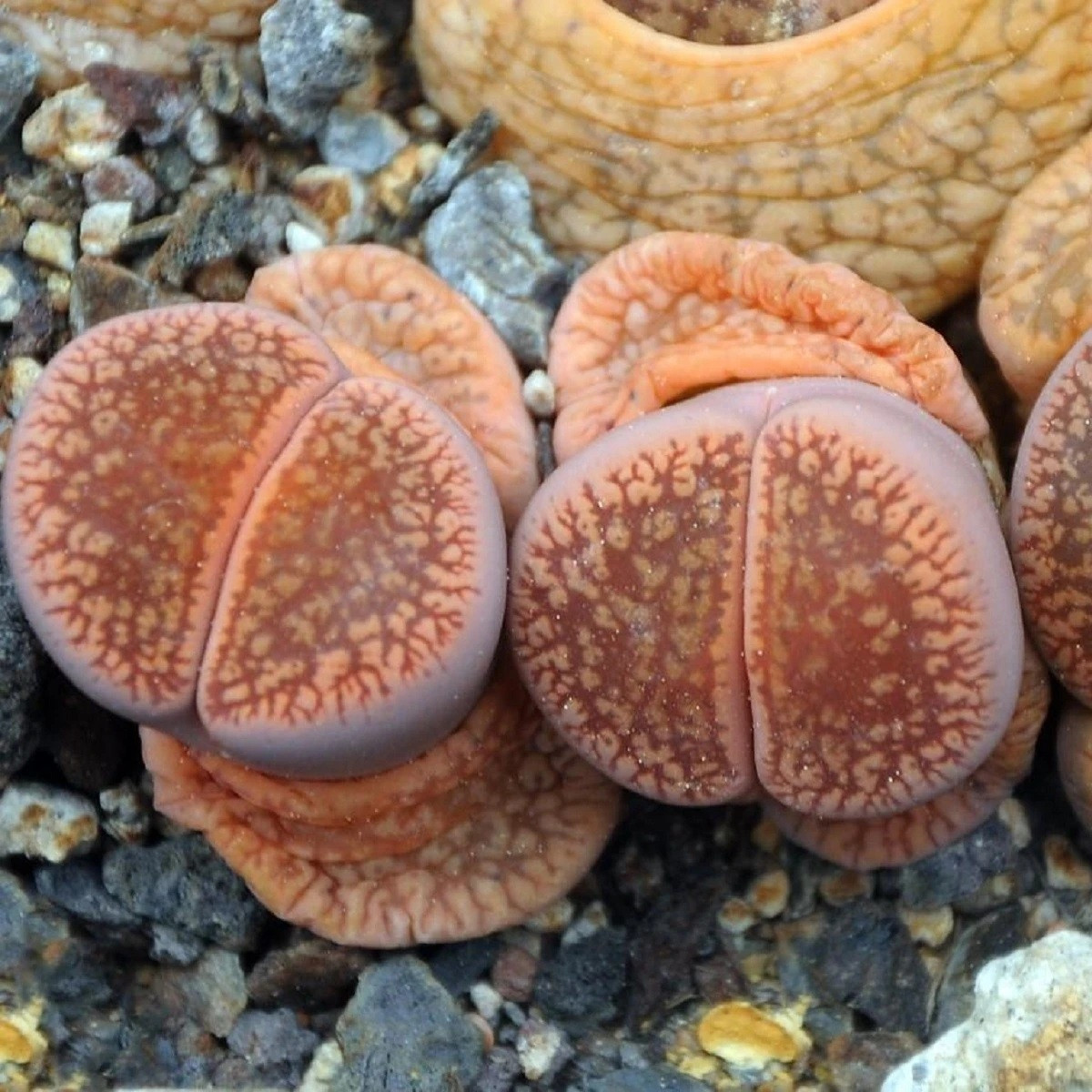 Lithops euniceae Fluminalis - prodej semen - 5 ks