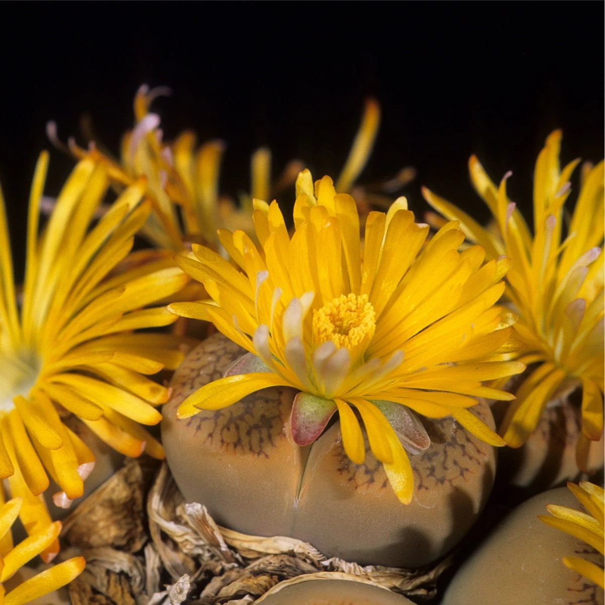 Lithops euniceae Fluminalis – prodej semen lithopsu