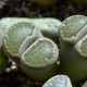 Lithops euniceae Bellaketty - prodej semen - 5 ks