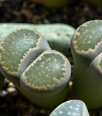Lithops euniceae Bellaketty - prodej semen - 5 ks
