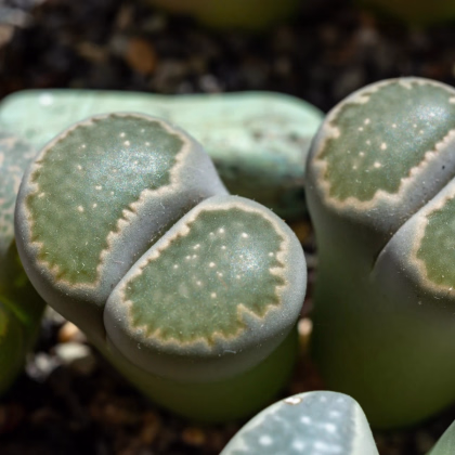 Lithops euniceae Bellaketty - prodej semen - 5 ks