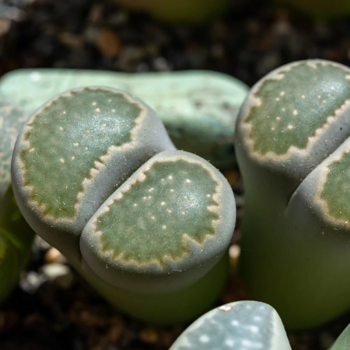Lithops euniceae Bellaketty - prodej semen - 5 ks