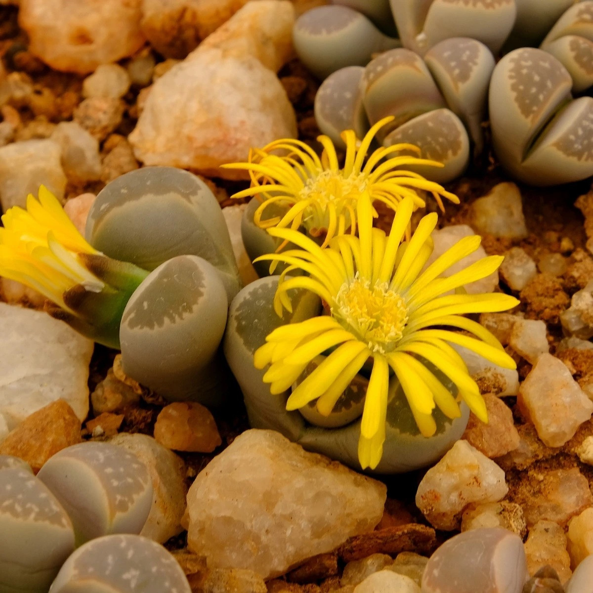 Lithops euniceae Bellaketty – prodej semen lithopsu
