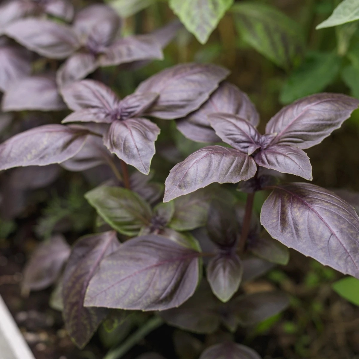 BIO Bazalka Rosso červená - Ocimum basilicum - prodej bio semen - 100 ks