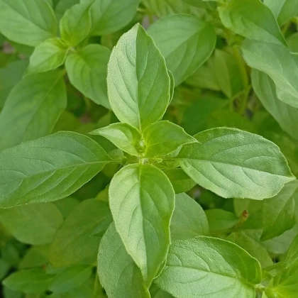 BIO Bazalka citrónová - Ocimum basilicum - prodej semen - 100 ks