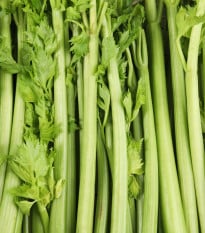 BIO Celer řapíkatý Tall Utah - Apium graveolens - prodej semen - 80 ks