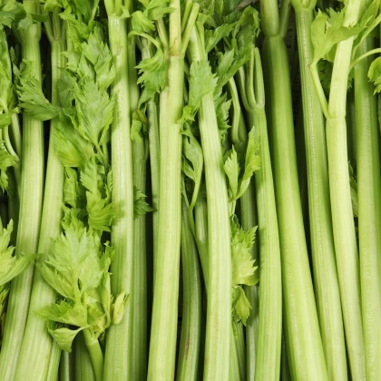 BIO Celer řapíkatý Tall Utah - Apium graveolens - prodej semen - 80 ks