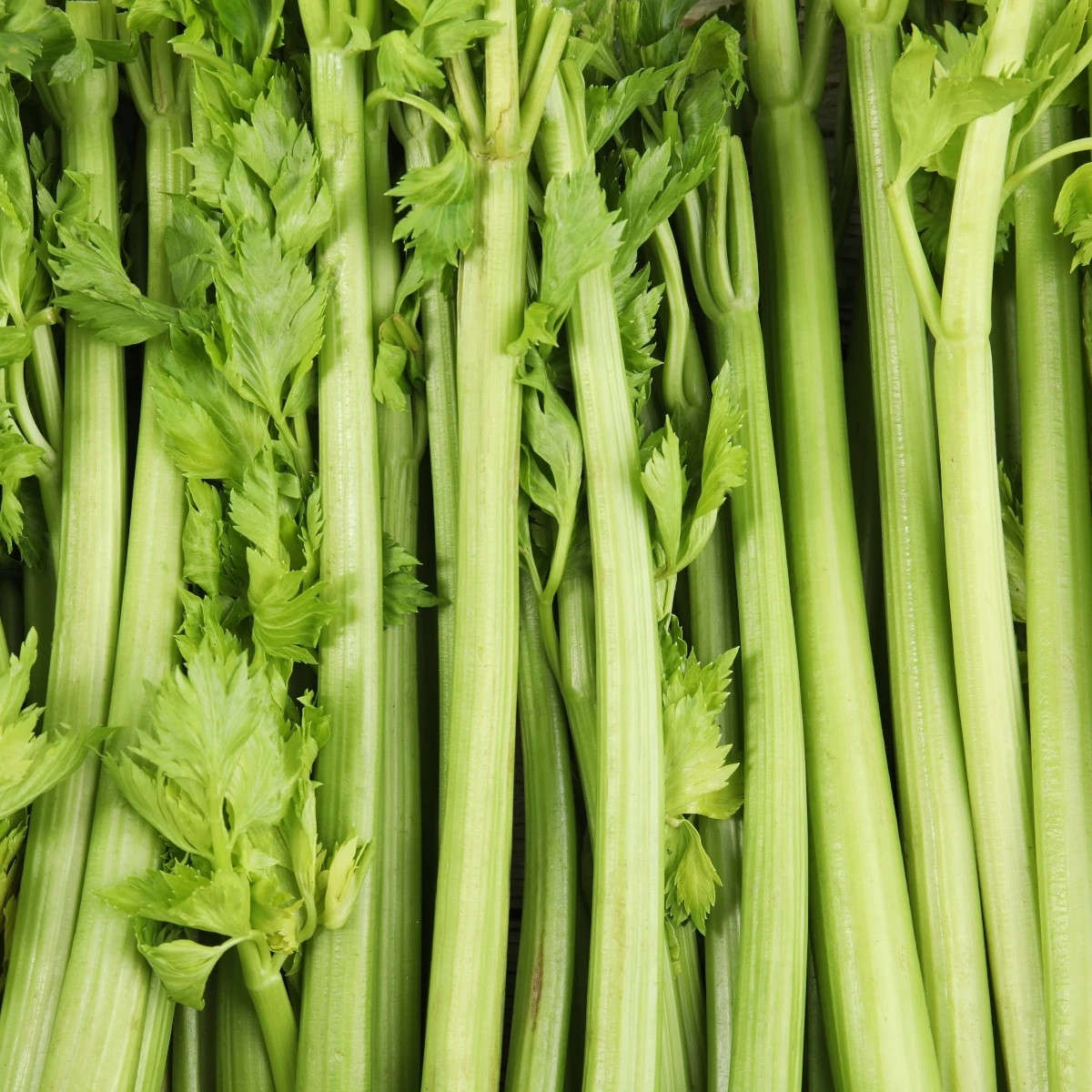 BIO Celer řapíkatý Tall Utah - Apium graveolens - prodej semen - 80 ks