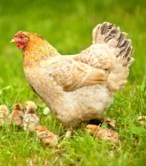 BIO Travní směs pro zatravnění výběhů a pastvin - směs trav - prodej semen - Sativa - 500 g