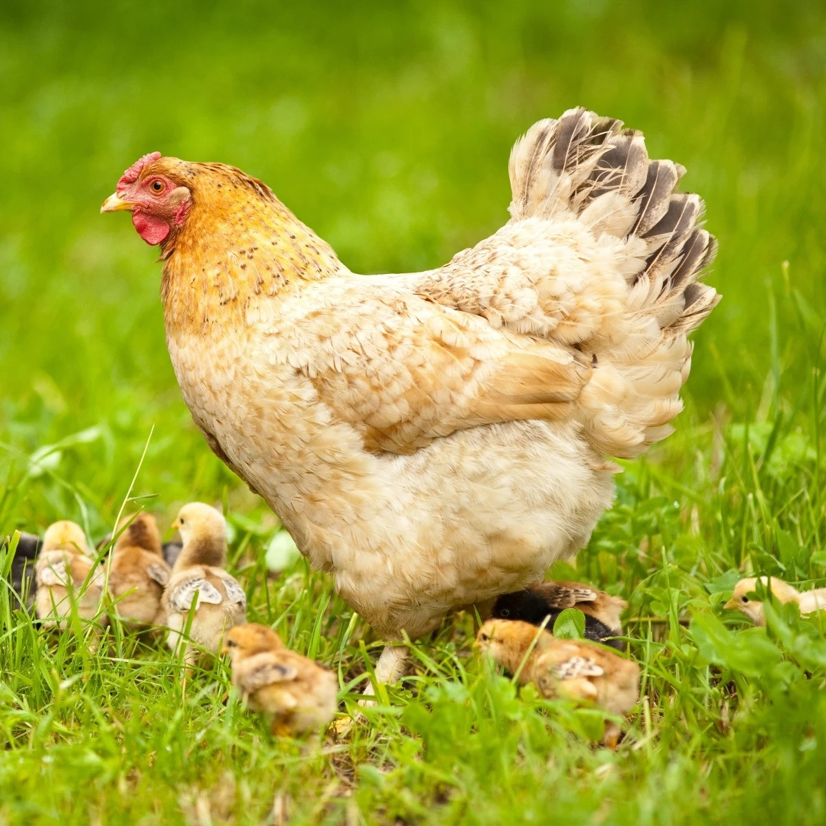 BIO Travní směs pro zatravnění výběhů a pastvin - směs trav - prodej semen - Sativa - 500 g