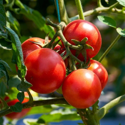 Rajče Tornado F1 - Solanum lycopersicum - prodej semen - 20 ks