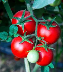Rajče Tornado F1 - Solanum lycopersicum - prodej semen - 20 ks
