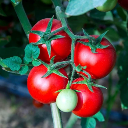 Rajče Tornado F1 - Solanum lycopersicum - prodej semen - 20 ks