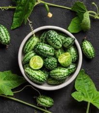 Mexická mini okurka - Melothria scabra - prodej semen - 5 ks