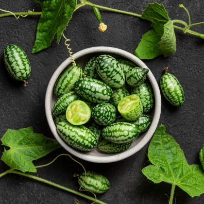 Mexická mini okurka - Melothria scabra - prodej semen - 5 ks