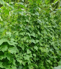 Mexická mini okurka - Melothria scabra - prodej semen - 5 ks