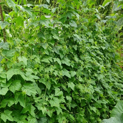 Mexická mini okurka - Melothria scabra - prodej semen - 5 ks