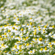 Heřmánek pravý - Matricaria recutita - prodej semen - 600 ks