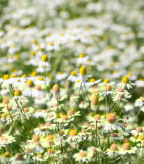 Heřmánek pravý - Matricaria recutita - prodej semen - 600 ks