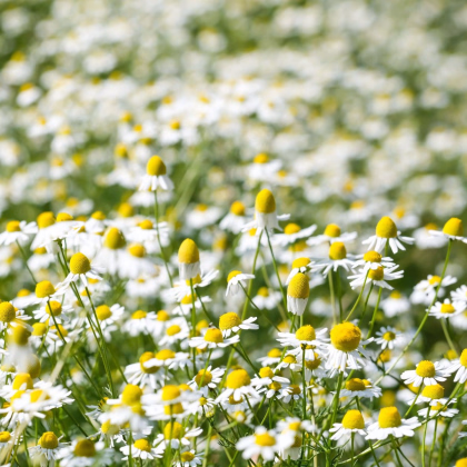 Heřmánek pravý - Matricaria recutita - prodej semen - 600 ks