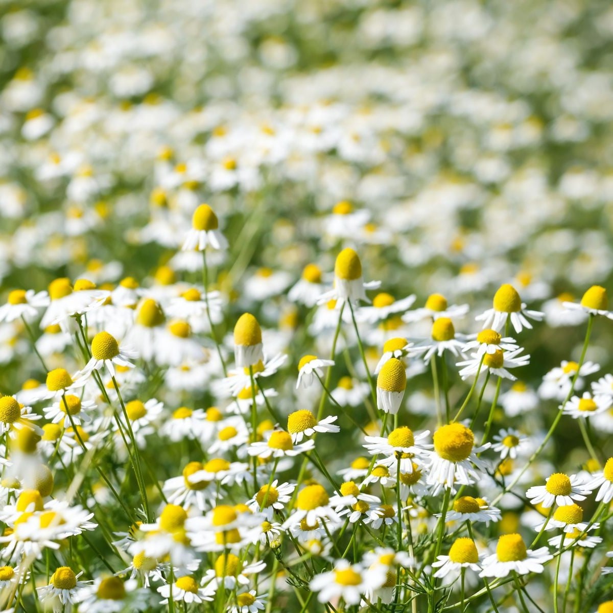 Heřmánek pravý - Matricaria recutita - prodej semen - 600 ks